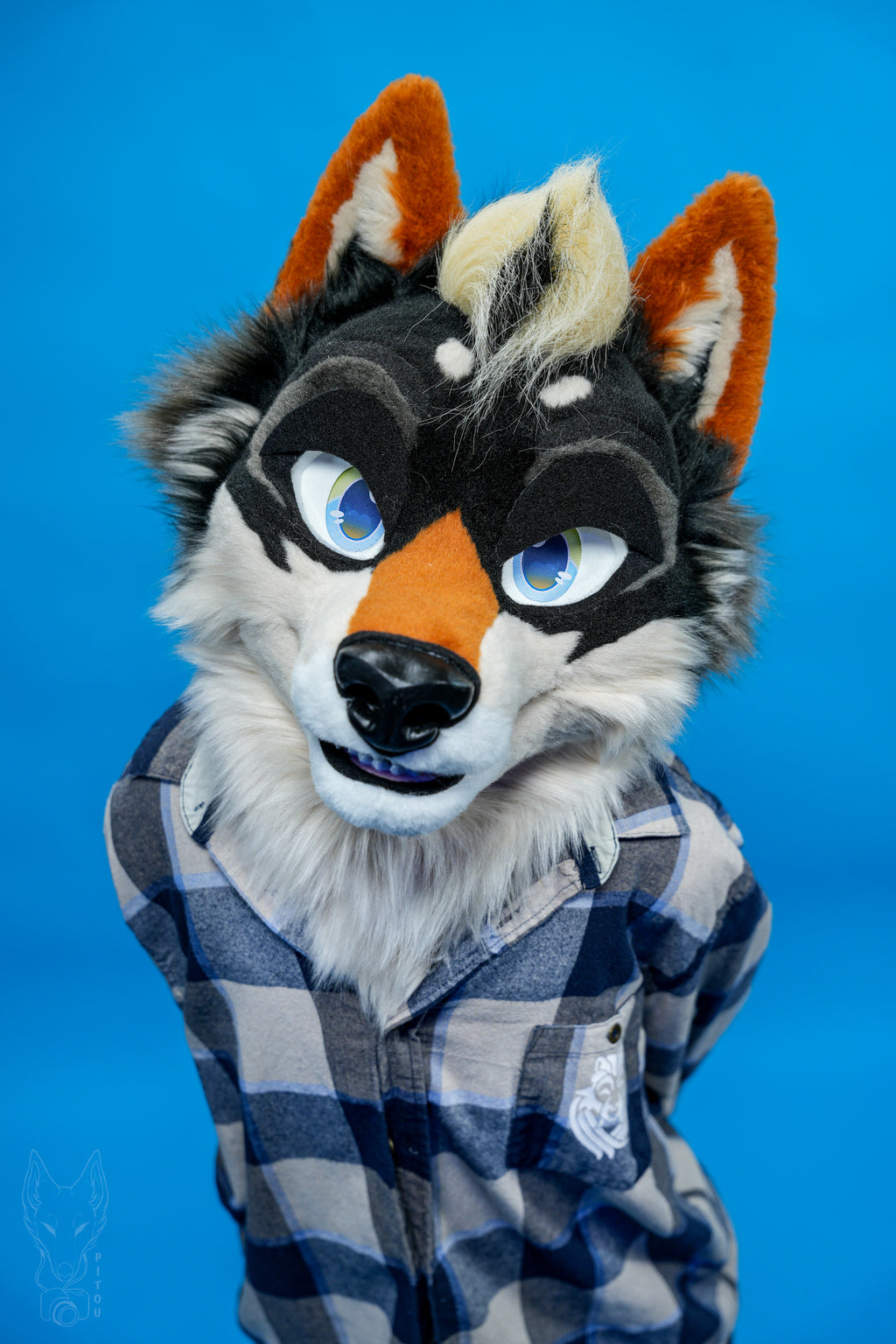 Person wearing a coyote fox mask with a blue background